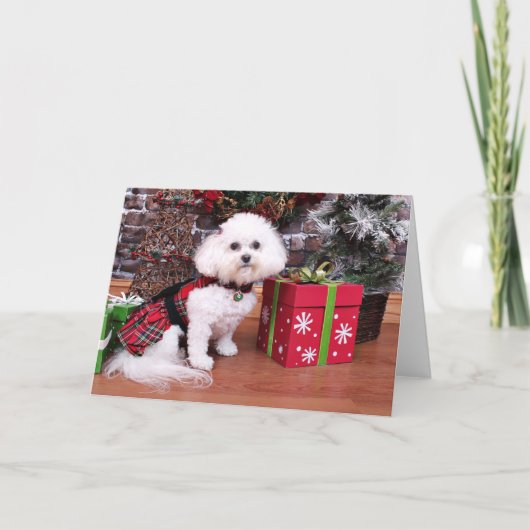Cartes Pour Fêtes Annuelles Noël - Bichon Frise - Mia (Devant)