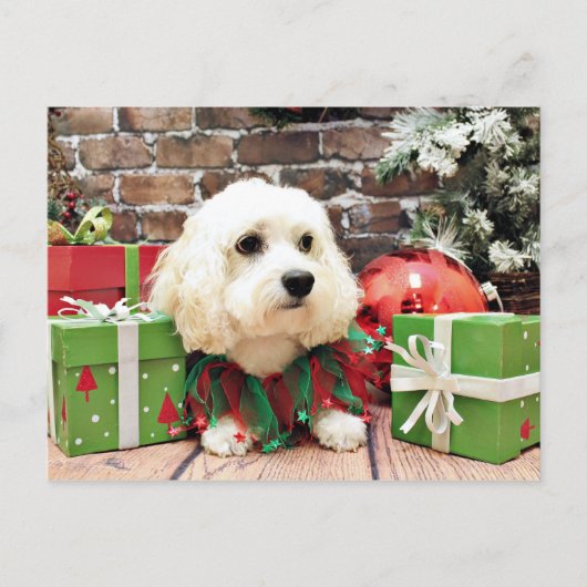 Cartes Pour Fêtes Annuelles Noël - Bichon Frise X - Bella (Devant)