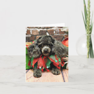 Cartes Pour Fêtes Annuelles Noël - caniche de jouet - Annie