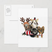 Cartes Pour Fêtes Annuelles Noël Chihuahuas (Devant / Derrière)