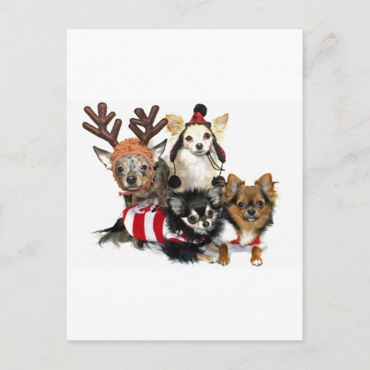 Cartes Pour Fêtes Annuelles Noël Chihuahuas (Devant)