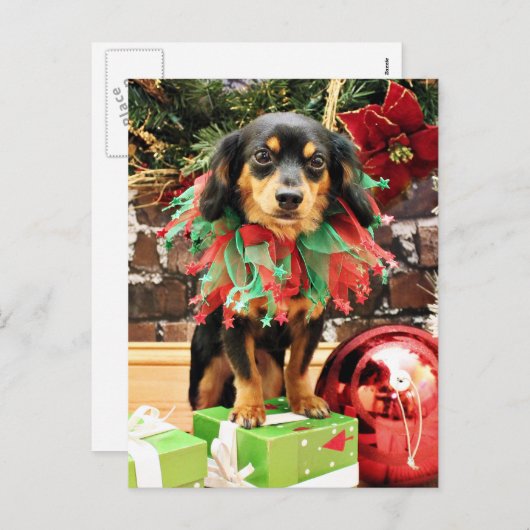 Cartes Pour Fêtes Annuelles Noël - Chiweenie - Titus (Devant / Derrière)