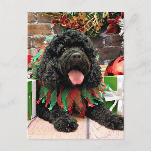 Cartes Pour Fêtes Annuelles Noël - Cockapoo - Sophie (Devant)