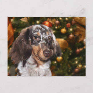 Cartes Pour Fêtes Annuelles Noël Dachshund