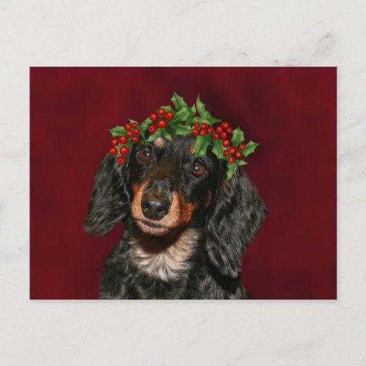Cartes Pour Fêtes Annuelles Noël Dachshund (Devant)