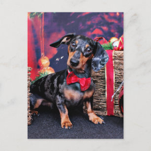 Cartes Pour Fêtes Annuelles Noël - Dachshund - Buddy