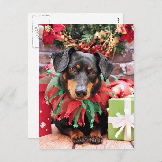 Cartes Pour Fêtes Annuelles Noël - Dachshund - Tanner (Devant / Derrière)