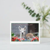 Cartes Pour Fêtes Annuelles Noël d'Alpaca (Debout devant)