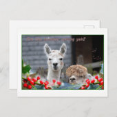 Cartes Pour Fêtes Annuelles Noël d'Alpaca (Devant / Derrière)