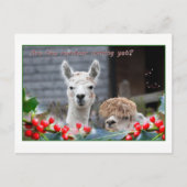 Cartes Pour Fêtes Annuelles Noël d'Alpaca (Devant)