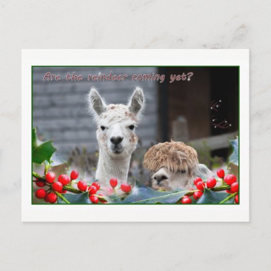 Cartes Pour Fêtes Annuelles Noël d'Alpaca (Devant)