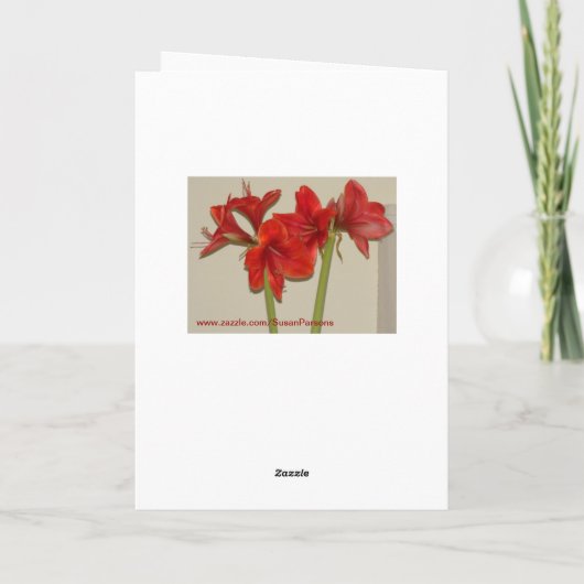 Cartes Pour Fêtes Annuelles Noël d'amaryllis (Dos)