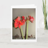 Cartes Pour Fêtes Annuelles Noël d'amaryllis (Devant)
