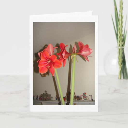 Cartes Pour Fêtes Annuelles Noël d'amaryllis (Devant)