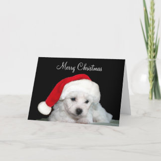 Cartes Pour Fêtes Annuelles Noël de Bichon Frise