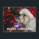 Cartes Pour Fêtes Annuelles Noël de Bulldog anglais<br><div class="desc">Ayez une Bullie d'un Noël avec ces cartes postales Bulldog Anglais</div>