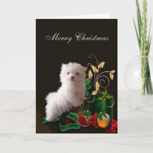 Cartes Pour Fêtes Annuelles Noël de Chien Chien Chien Chien Maltais