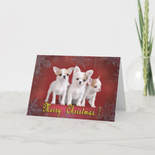Cartes Pour Fêtes Annuelles noël de chihuahua