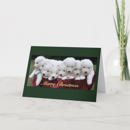 Cartes Pour Fêtes Annuelles Noël de chiots de Samoyed (4 semaines de) (Devant)