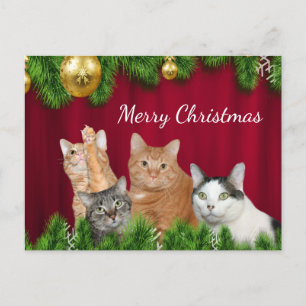 Cartes Pour Fêtes Annuelles Noël de la famille des chats