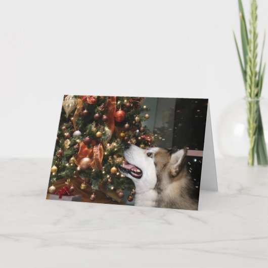 Cartes Pour Fêtes Annuelles Noël de Malamute en Alaska (Devant)