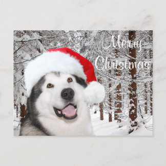Cartes Pour Fêtes Annuelles Noël de Malamute en Alaska