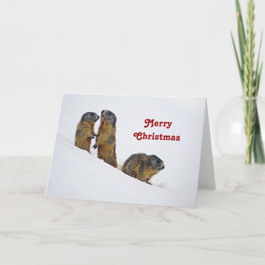 Cartes Pour Fêtes Annuelles Noël de marmottes (Devant)
