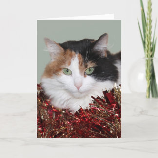 Cartes Pour Fêtes Annuelles Noël de minou de calicot