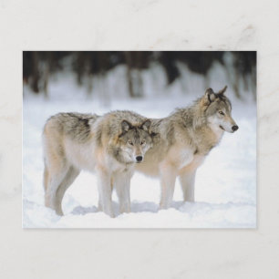 Cartes Pour Fêtes Annuelles Noël de Noël des loups d'hiver