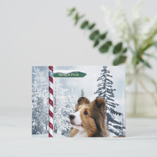 Cartes Pour Fêtes Annuelles Noël de Sheltie (Debout devant)