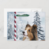 Cartes Pour Fêtes Annuelles Noël de Sheltie (Devant / Derrière)