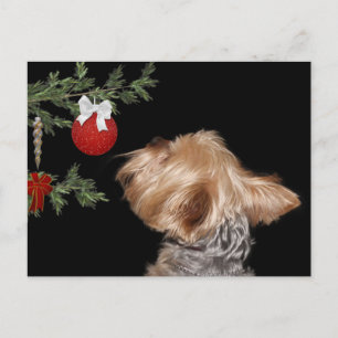 Cartes Pour Fêtes Annuelles Noël de Yorkie tenté