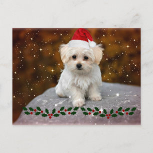 Cartes Pour Fêtes Annuelles Noël des chiots maltais