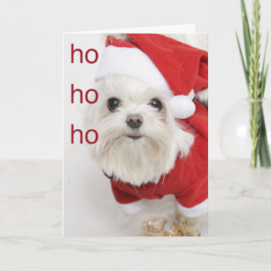 Cartes Pour Fêtes Annuelles Noël des chiots maltais de Père Noël