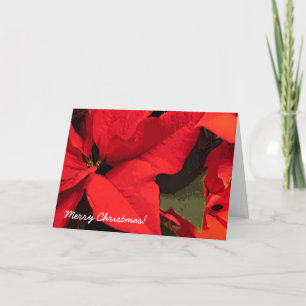 Cartes Pour Fêtes Annuelles Noël des Pointsettis