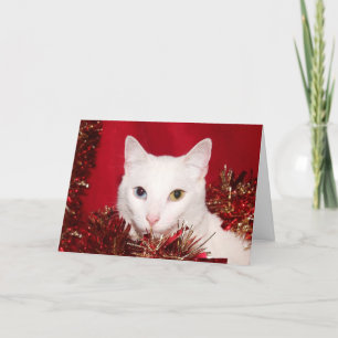 Cartes Pour Fêtes Annuelles Noël du chat blanc