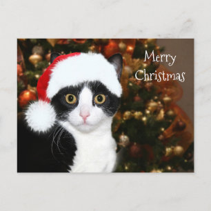 Cartes Pour Fêtes Annuelles Noël du chat de Tuxedo