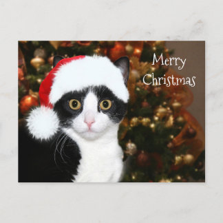 Cartes Pour Fêtes Annuelles Noël du chat de Tuxedo