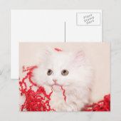 Cartes Pour Fêtes Annuelles Noël du chaton perse (Devant / Derrière)