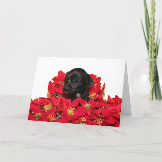 Cartes Pour Fêtes Annuelles Noël du chihuahua