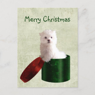 Cartes Pour Fêtes Annuelles Noël du chiot maltais