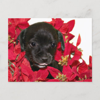 Cartes Pour Fêtes Annuelles Noël du chiot noir