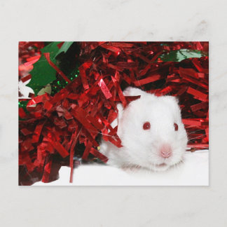 Cartes Pour Fêtes Annuelles Noël du hamster blanc