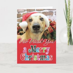 Cartes Pour Fêtes Annuelles Noël - Greyhound - Pena