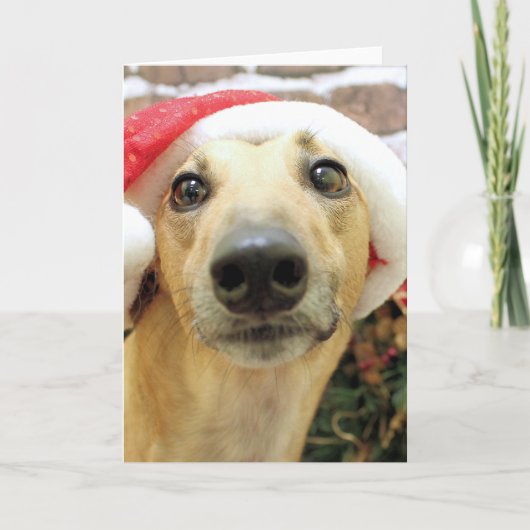 Cartes Pour Fêtes Annuelles Noël - Greyhound - Pena (Devant)