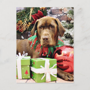Cartes Pour Fêtes Annuelles Noël - Labrador au chocolat - Zena