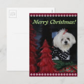 Cartes Pour Fêtes Annuelles Noël maltais (Devant / Derrière)