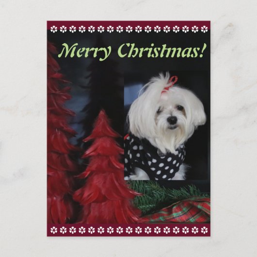 Cartes Pour Fêtes Annuelles Noël maltais (Devant)