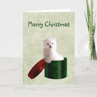 Cartes Pour Fêtes Annuelles Noël maltais de chiot
