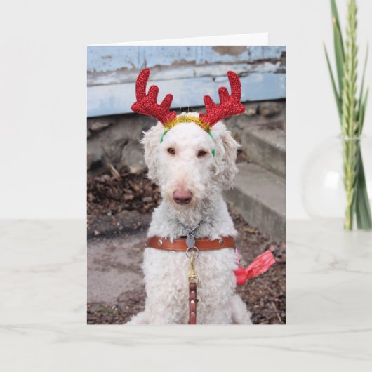 Cartes Pour Fêtes Annuelles Noël Ollie (Devant)